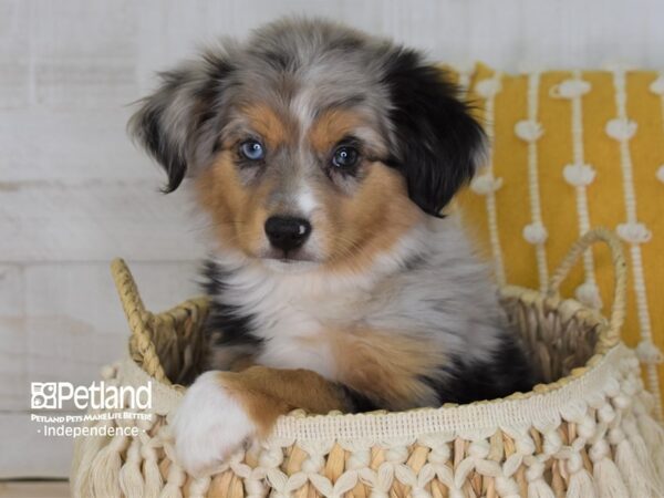 Miniature Australian Shepherd-DOG-Male-Merle-3977-Petland Lee's Summit, MO