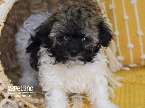 Havapoo-DOG-Female-Sable & White-4030-Petland Lee's Summit, MO