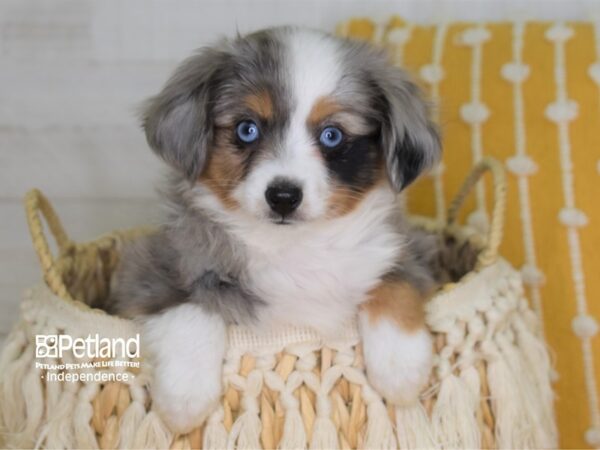 Miniature Australian Shepherd-DOG-Male-Blue Merle-4027-Petland Lee's Summit, MO