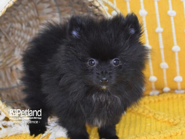 Pomeranian-DOG-Male-Black-4017-Petland Lee's Summit, MO