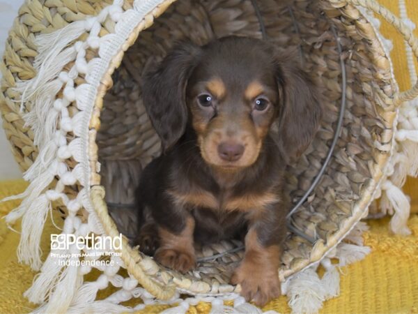 Dachshund-DOG-Female-Chocolate and Tan-4016-Petland Lee's Summit, MO