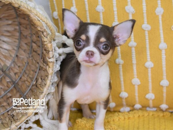 Chihuahua-DOG-Female-Chocolate-4015-Petland Lee's Summit, MO