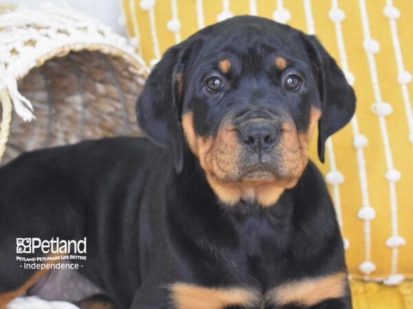 Rottweiler-DOG-Female-Black and Mahogany-4012-Petland Lee's Summit, MO
