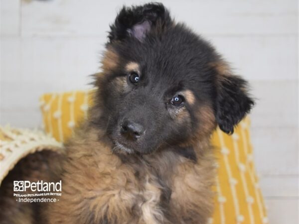 Belgian Tervuren-DOG-Female-Fawn and Black-4011-Petland Lee's Summit, MO