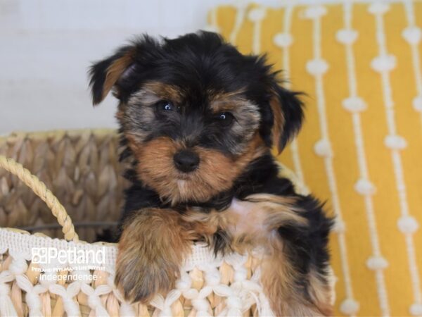 Yorkshire Terrier-DOG-Female-Black and Tan-4029-Petland Lee's Summit, MO