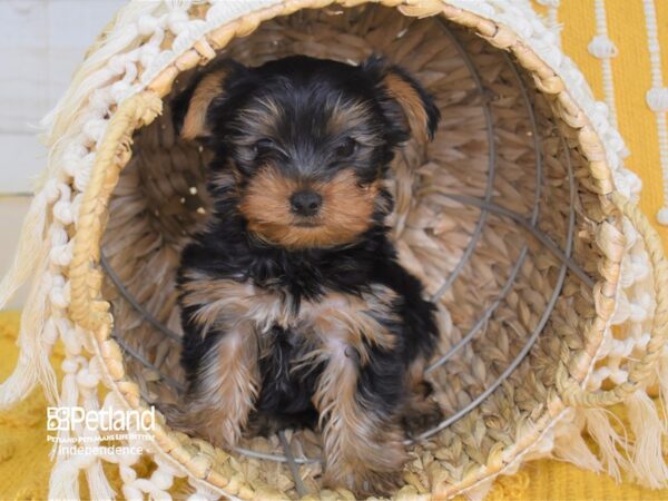 Yorkshire Terrier-DOG-Male-Black and Tan-4028-Petland Lee's Summit, MO
