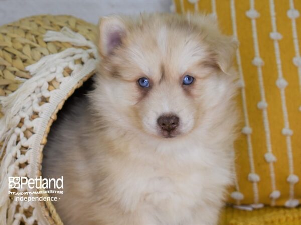 Pomsky-DOG-Male-Cream-4020-Petland Lee's Summit, MO