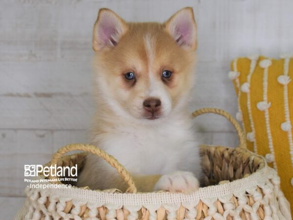Pomsky-DOG-Female-Sand - Blue Eyes-4023-Petland Lee's Summit, MO