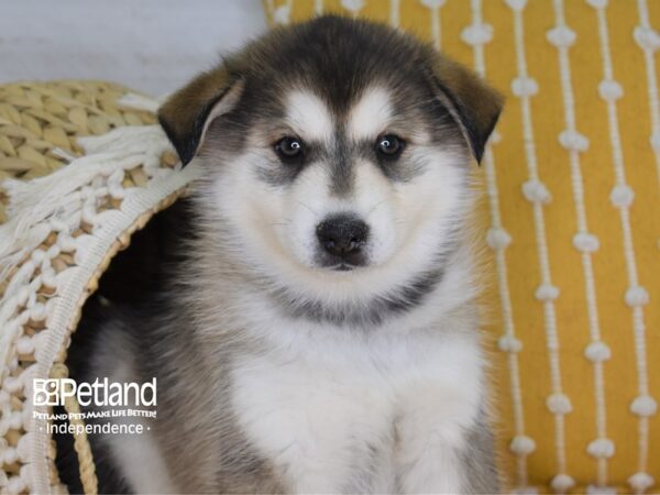 Pomsky-DOG-Male--4019-Petland Lee's Summit, MO