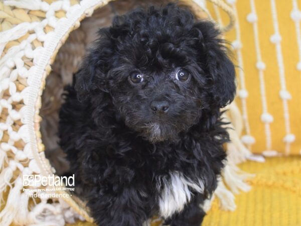 Havapoo-DOG-Male-Black-4031-Petland Lee's Summit, MO