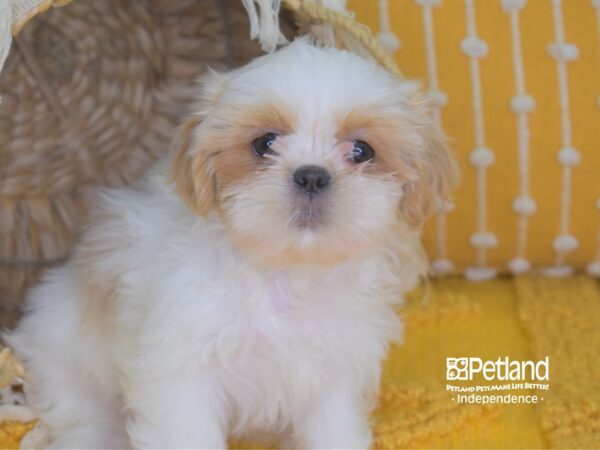 Shih Tzu-DOG-Female-Gold and White-4039-Petland Lee's Summit, MO