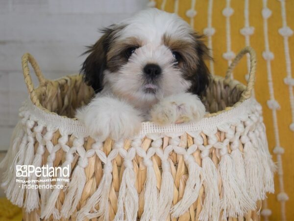 Shih Tzu-DOG-Female-Gold and White-4038-Petland Lee's Summit, MO