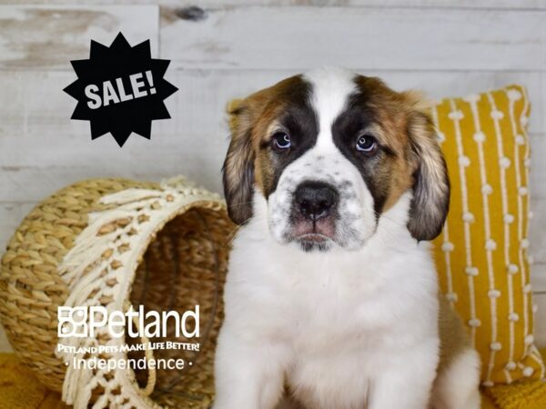 Saint Bernard-DOG-Female--3933-Petland Lee's Summit, MO