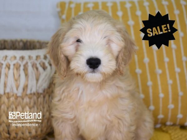 Miniature Goldendoodle-DOG-Male-Golden-3928-Petland Lee's Summit, MO