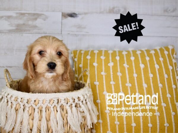 Miniature Goldendoodle-DOG-Female-Dark Golden-3929-Petland Lee's Summit, MO