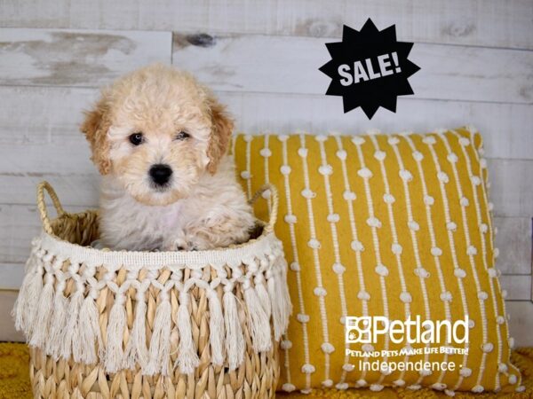 Bichon Poo-DOG-Female-Apricot-3930-Petland Lee's Summit, MO