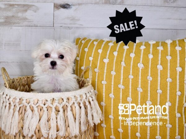 Maltese-DOG-Female-White-3920-Petland Lee's Summit, MO