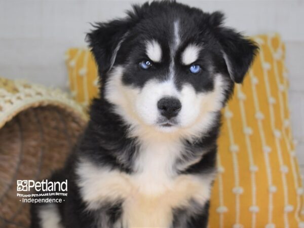 Siberian Husky-DOG-Male-Black and White-4013-Petland Lee's Summit, MO