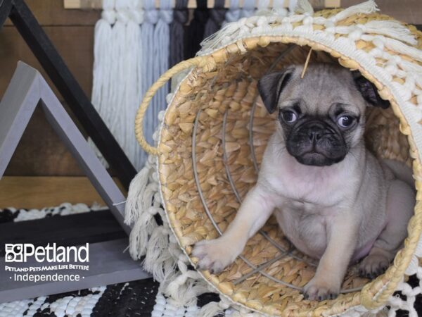 Pug-DOG-Male-Fawn-4056-Petland Lee's Summit, MO