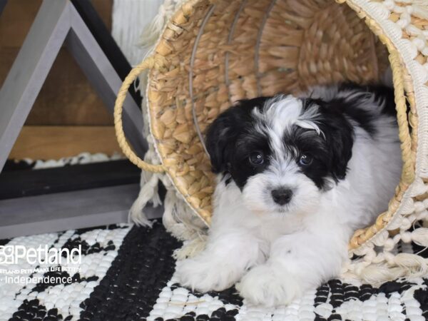 Malti-Poo-DOG-Male-Black and White-4055-Petland Lee's Summit, MO