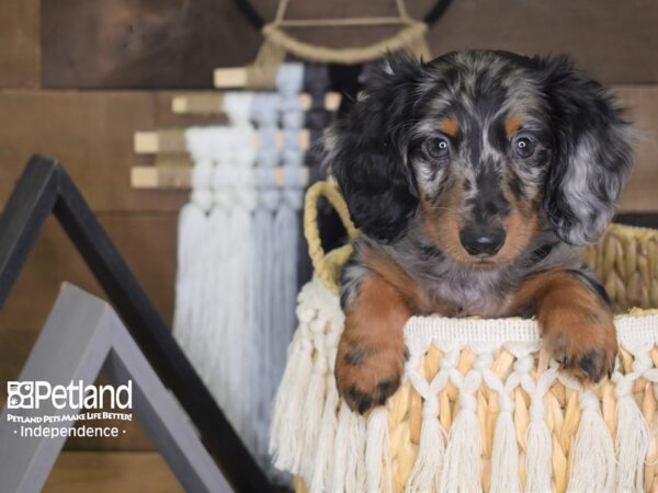 Dachshund-DOG-Male-Black and Tan Dapple-4051-Petland Lee's Summit, MO