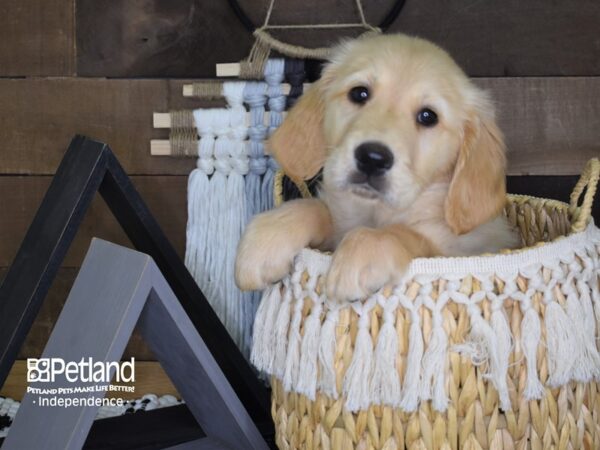 Golden Retriever-DOG-Male-Golden-4050-Petland Lee's Summit, MO