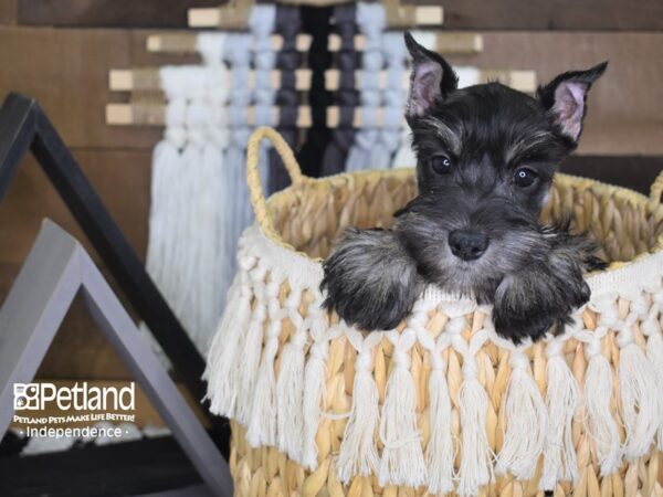 Miniature Schnauzer-DOG-Female-Salt and Pepper-4044-Petland Lee's Summit, MO