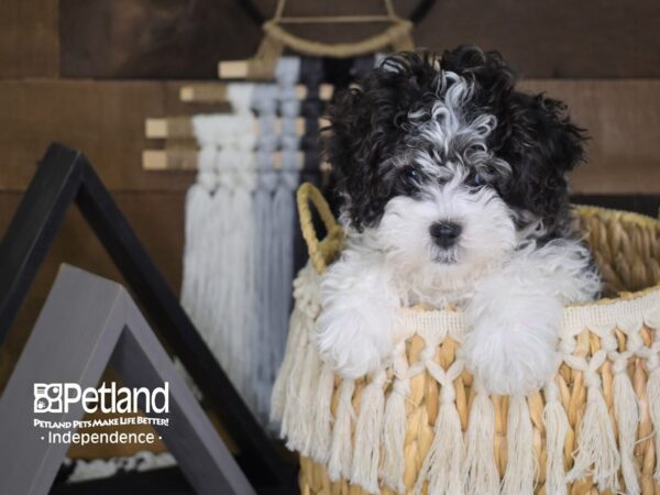 Havanese-DOG-Female-Black and White Parti-4043-Petland Lee's Summit, MO