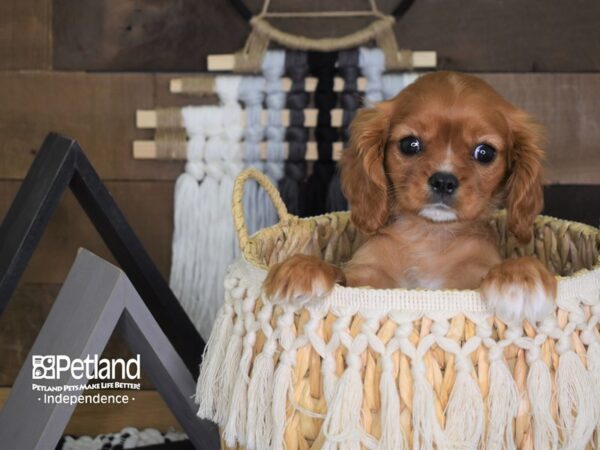Cavalier King Charles Spaniel-DOG-Female-Ruby-4042-Petland Lee's Summit, MO
