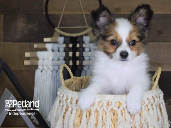 Papillon-DOG-Male-White and Sable-4047-Petland Lee's Summit, MO