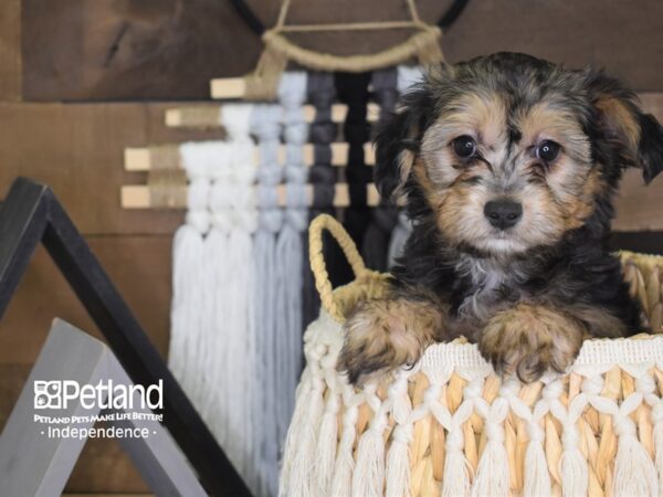 Yorkiepoo-DOG-Female-Black and Tan-4057-Petland Lee's Summit, MO