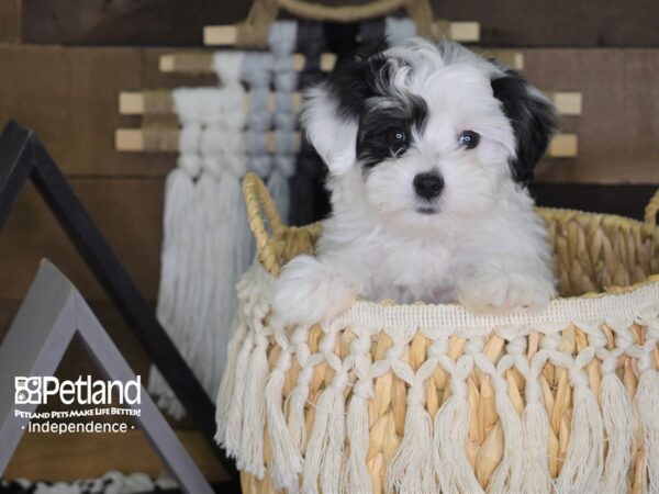 Malti-Poo-DOG-Female-Black and White-4054-Petland Lee's Summit, MO