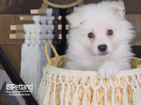 American Eskimo-DOG-Female-White-4052-Petland Lee's Summit, MO
