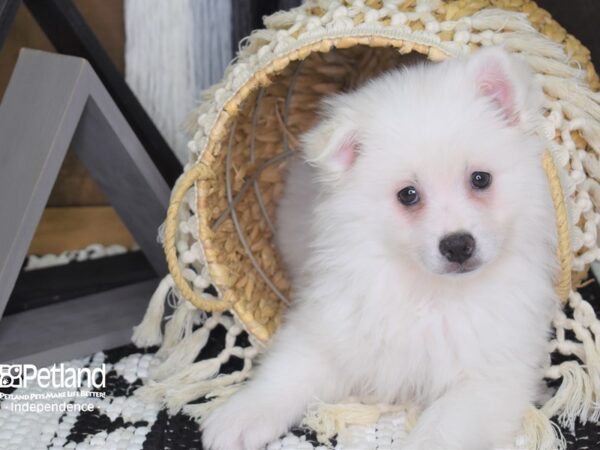 American Eskimo-DOG-Female-White-4048-Petland Lee's Summit, MO