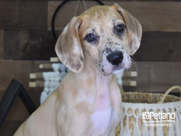 Great Dane-DOG-Female-Fawn-4073-Petland Lee's Summit, MO