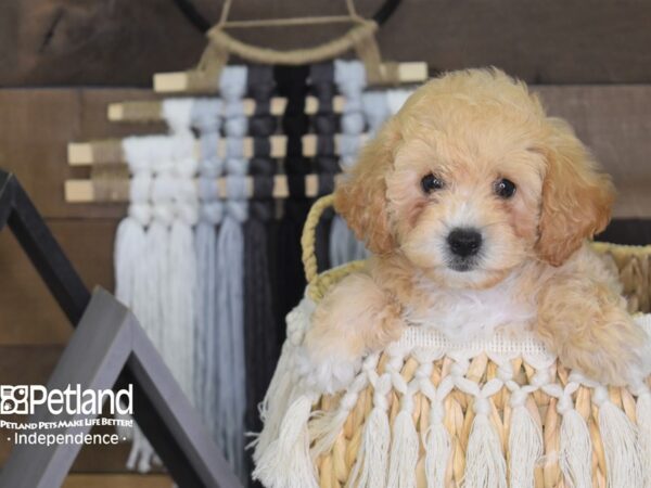 Bichon Poo-DOG-Female-Buff-4068-Petland Lee's Summit, MO