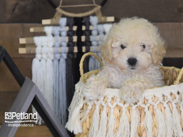 Bichon Poo-DOG-Male-Cream-4067-Petland Lee's Summit, MO