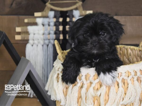 Shih Poo-DOG-Male-Black-4063-Petland Lee's Summit, MO