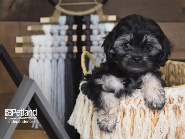 Shih Poo-DOG-Female-Black and Tan-4066-Petland Lee's Summit, MO