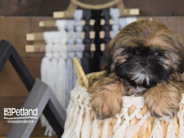Shih Tzu-DOG-Female-Gold and White-4061-Petland Lee's Summit, MO