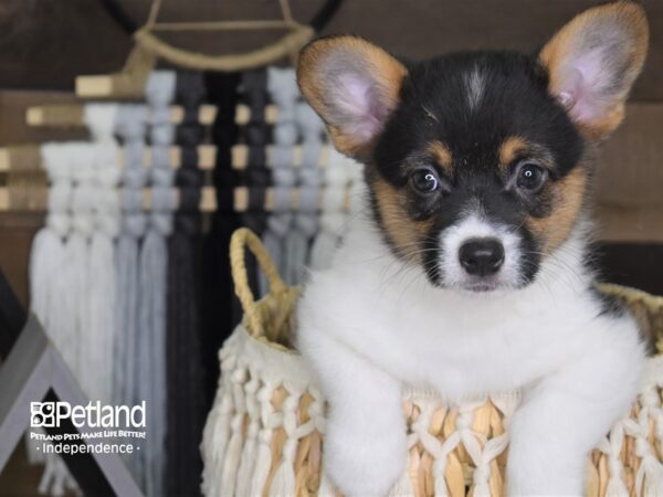 Pembroke Welsh Corgi-DOG-Female--4071-Petland Lee's Summit, MO