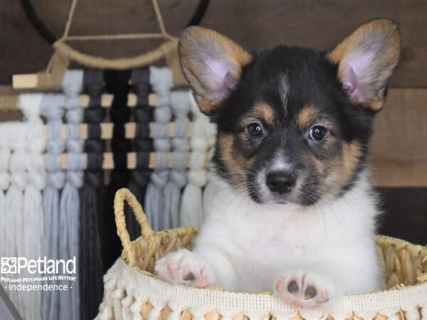 Pembroke Welsh Corgi-DOG-Male--4070-Petland Lee's Summit, MO