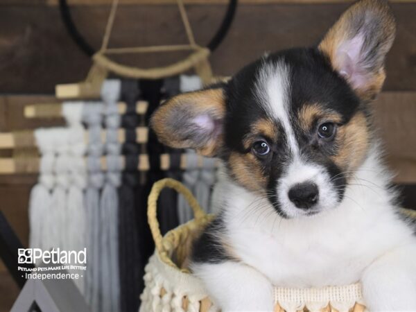 Pembroke Welsh Corgi-DOG-Male--4069-Petland Lee's Summit, MO
