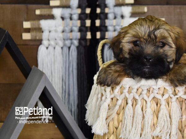 Shih Poo-DOG-Female-Sable-4080-Petland Lee's Summit, MO