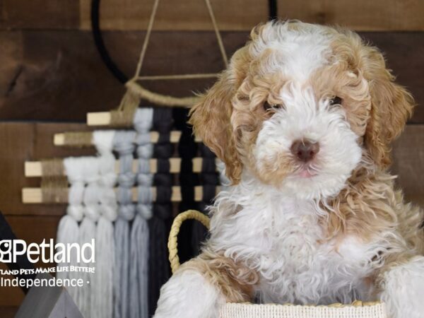 Miniature Goldendoodle-DOG-Male-Gold and White-4083-Petland Lee's Summit, MO