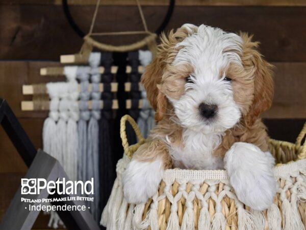 Miniature Goldendoodle-DOG-Male-Gold and White-4082-Petland Lee's Summit, MO