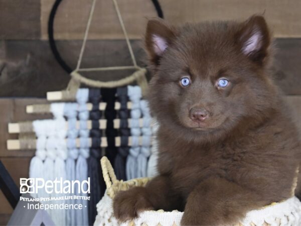 Pomsky-DOG-Female-Chocolate-4088-Petland Lee's Summit, MO