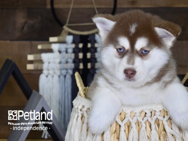 Pomsky-DOG-Female-Red-4089-Petland Lee's Summit, MO
