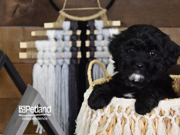 Shih Poo-DOG-Female-Black-4079-Petland Lee's Summit, MO