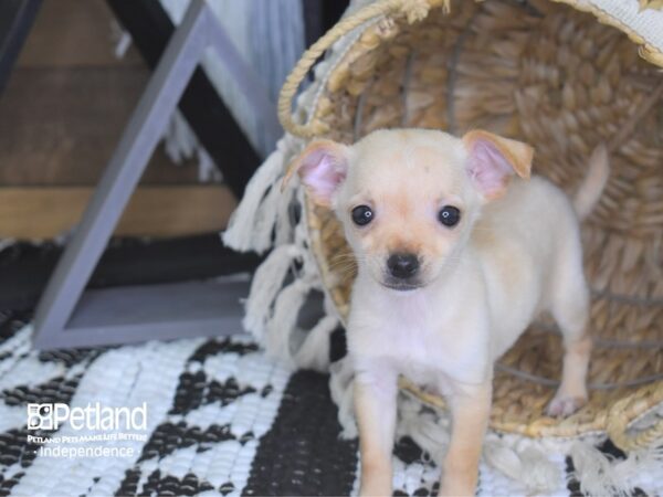 Chihuahua-DOG-Female-Cream-4092-Petland Lee's Summit, MO